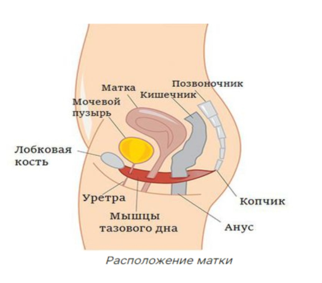 Женская половая система