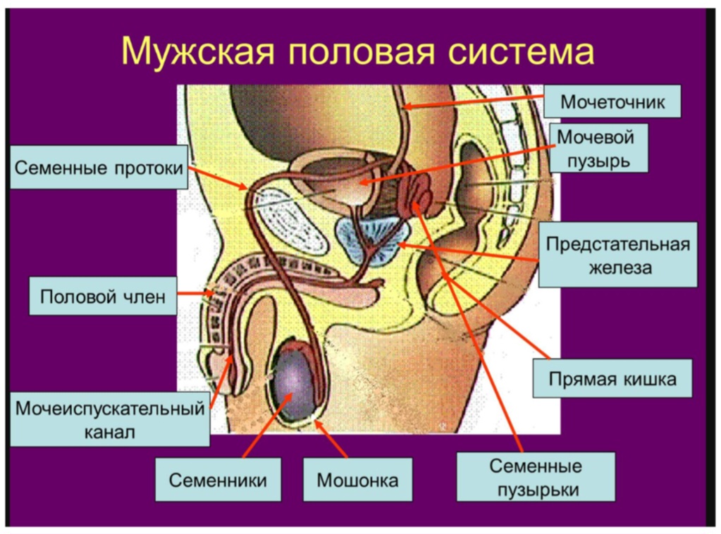 Мужская половая система