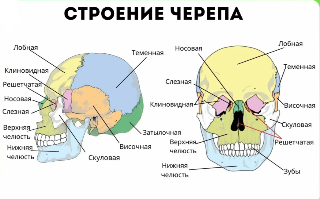 Строение черепа